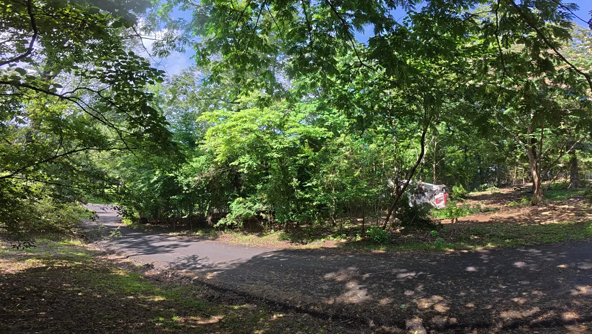 Dense brush along a road bend before clearing