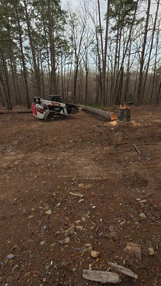 Skid steer on cleared ground beside a felled pine and stump