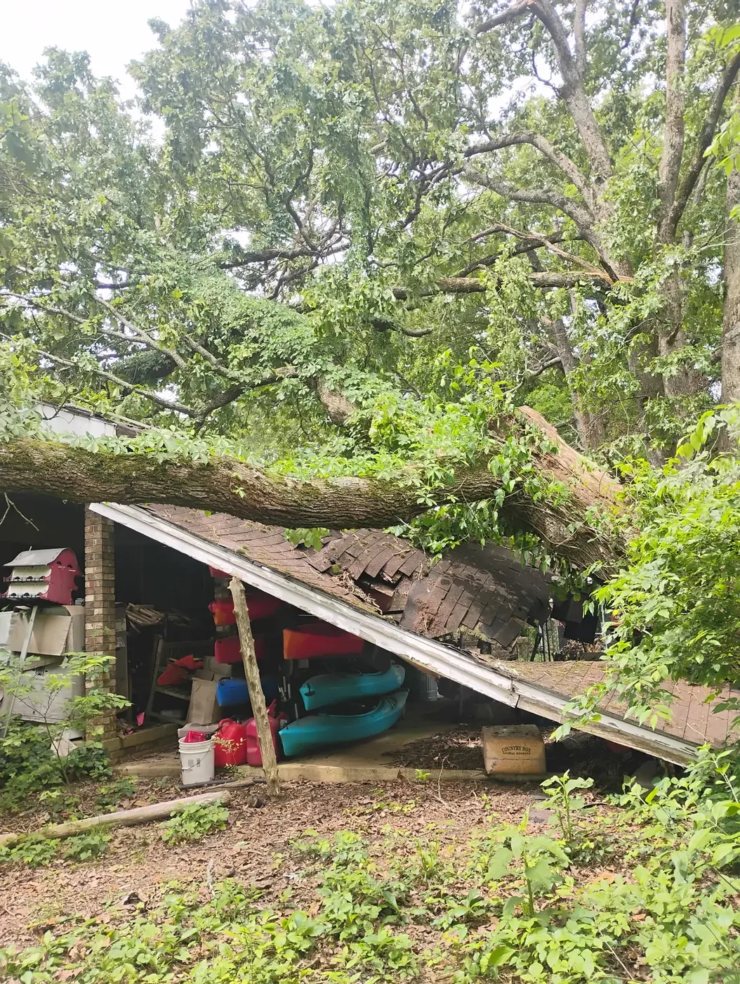 Large fallen tree across a roof before removal